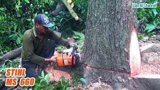 Mahogany Tree Felling With STIHL MS 660 [upl. by Nesyla]