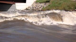 Geese Surf Glenwood Wave  25500 cfs Original [upl. by Lexine442]