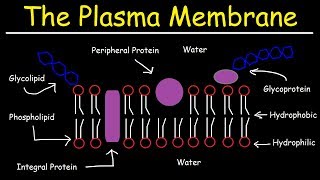 Fluid Mosaic Model of the Plasma Membrane  Phospholipid Bilayer [upl. by Teddy]