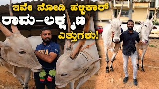 Amazing Hallikar cows in Varthur Santhosh Farm Part 1  Kannada Vlogs [upl. by Atiragram]