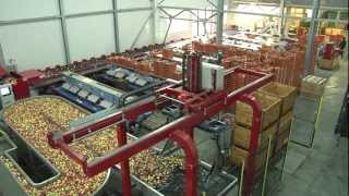 Sorter  6 lines sorting machine with robot for unloading apples and pears [upl. by Laeira]