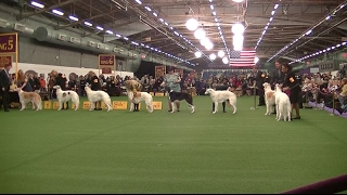 Borzoi Westminster dog show 2017 b [upl. by Alecia252]