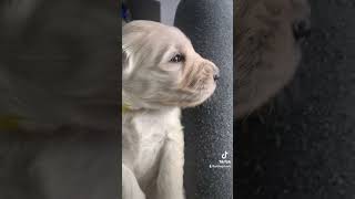 3 week old Goldendoodle puppy [upl. by Nnaycart169]