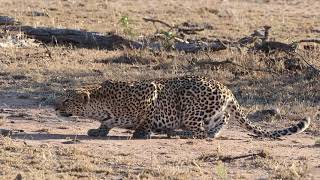 Leopard Stalking Impala  Kruger National Park [upl. by Trumann]