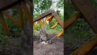 Wild boar catching technology using traps and sharp sticksshorts wildanimal wildboar [upl. by Einittirb]