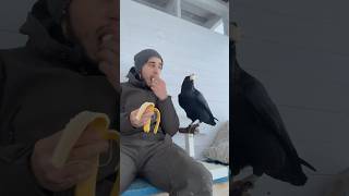 Banana 🍌 animal commonraven birds ravenbird воронгоша raven animals [upl. by Atilegna404]