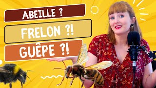 Abeilles Frelons Guêpes et Bourdon Comment on RECONNAIT [upl. by Andriette]