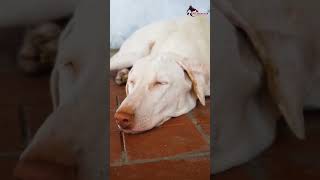 Facts About Rajapalayam Dog  Tamil  SD Kennels  Full Video link in description [upl. by Stutman493]