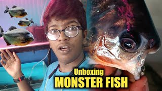 Gaint pacu fish Unboxing  worth Vera level 🎚️  😱 [upl. by Scotty264]