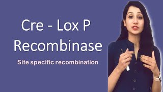 CRE LOX P Recombinase I Site specific recombination I Bacteriophage P [upl. by Emelin]