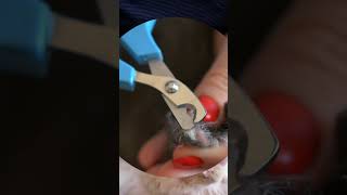 How to TrimCut Your Cat Nails Step by Step Tutorial [upl. by Gladwin]