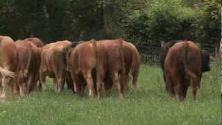 Limousin  Quality Irish Livestock [upl. by Acinat]