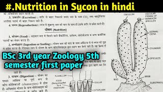 Nutrition in Sycon  Digestion in Sycon  BSc 3rd year Zoology 5th Semester first paper [upl. by Wendin]