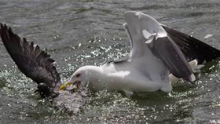 The gull who eats pigeons [upl. by Rosanne]