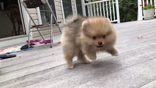 Cute pomeranian puppy barking funny and adorable [upl. by Eboj]