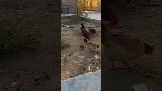 الدجاجه كاعده عود كاركه🐓🔥 [upl. by Nirrad514]