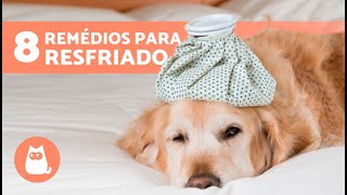 8 REMÉDIOS CASEIROS PARA RESFRIADO EM CÃES 🐶✅ Como CURAR RESFRIADO EM CÃES [upl. by Yelekreb779]