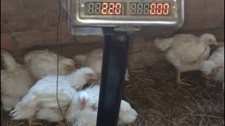 broilers chicken farming [upl. by Adnic]