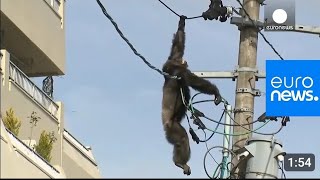 Chimp escape Primate swings from live power lines falls from electricity polemonkeyanimalescape [upl. by Kerr]