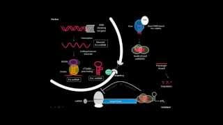 microRNA biogenesis [upl. by Sulrac]