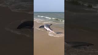 Beached great white shark rescued on Nantucket [upl. by Schroth]