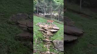 The Amur Tiger from the Louisville Zoo [upl. by Vaden]