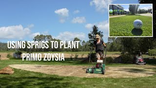 Sprigging Primo Zoysia  How to use a Lawn Renovation to Transplant a New Lawn [upl. by Darnoc545]