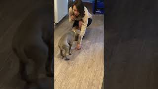 This 8 Week Old Weimaraner Is So Clever [upl. by Icram58]