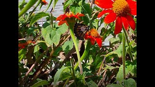 Sept 20 Four Monarchs Feeding in our Garden All Day [upl. by Olocin]