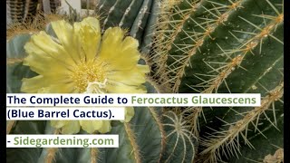 The Complete Guide to Ferocactus Glaucescens Blue Barrel Cactus [upl. by Sion]