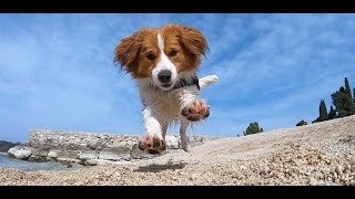 Kooikerhondje in slow motion [upl. by Hirz825]