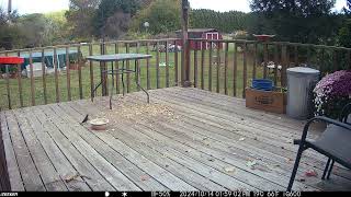 Cute little cowbird on the deck with a gray squirrel roaming around trail camera 20241018 [upl. by Ellessig]