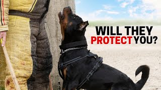 Will your Rottweiler Protect you Without Any Training [upl. by Faletti21]