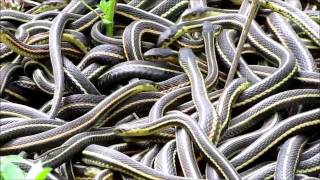 NatureNorthcoms Snakes Alive Video [upl. by Ploch]