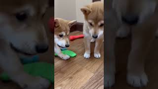 Have You Ever Met a Shiba Inu Puppy🐾 shibainu shibadog puppy puppiesforsale puppiesforsale [upl. by Cowan]