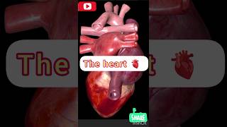 दिल  the heart 🫀  मानव दिल ♥  Heart beat sound  studywithsmile shorts ytshort heart lubdub [upl. by Anele769]