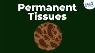 What are Permanent Tissues  Dont Memorise [upl. by Obed641]