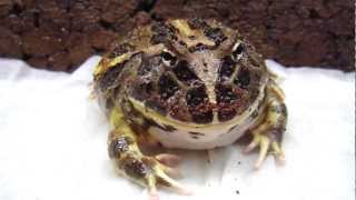 Cranwells Horned Frog Feeding on a Nightcrawler [upl. by Nalo]