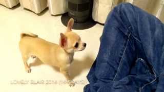 5 months old Chihuahua 11 tricks [upl. by Lindberg]