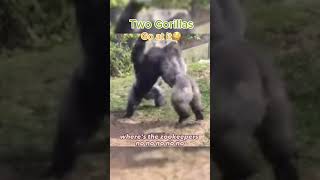 Gorilla Fight At Zoo [upl. by Ennire]