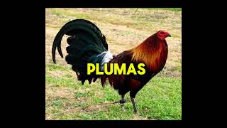 La importancia del cuido de plumas en los gallos de pelea [upl. by Barlow]