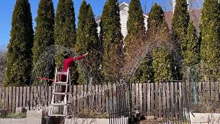 Pruning amp Training my Climbing Roses for more 🌹✂️  Zephirine Drouhin  Backyard Garden Highlights [upl. by Nniuqal734]