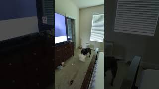 Dog Watches TV and Goes Crazy  Hills Science Diet Commercial [upl. by Supple]