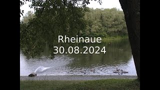 Rheinaue  Sony DSR400 test footage [upl. by Russi638]