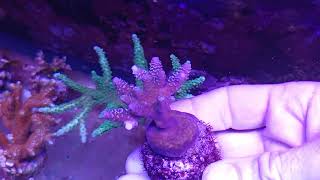 Acropora millepora premium coral gandalf [upl. by Marvin]