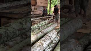 The Secret of Sawing the Betel Nut Tree Correctly with a Machine [upl. by Ecyt]