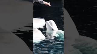 Unforgettable Beluga Hug at SanDiego SeaWorld 🐋❤️  Beluga Encounter [upl. by Theresita]