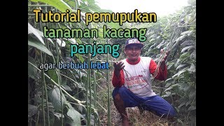 Tutorial pemupukan tanaman kacang panjang [upl. by Brocklin]