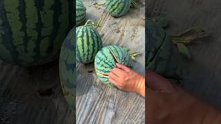 Enjoy nature fruit fram videos fruit shorts [upl. by Lefty]