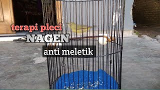 CARA PLECI NAGEN DI TANGKRINGAN DAN ANTI MELETIK [upl. by Burdett411]